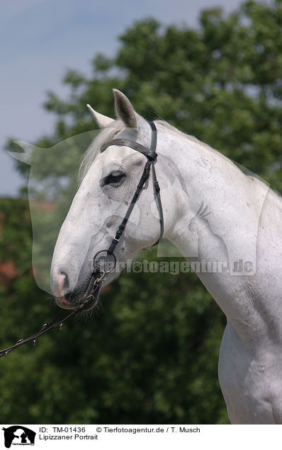 Lipizzaner Portrait / Lipizzaner Portrait / TM-01436