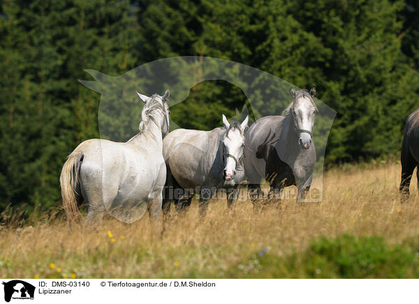 Lipizzaner / horses / DMS-03140