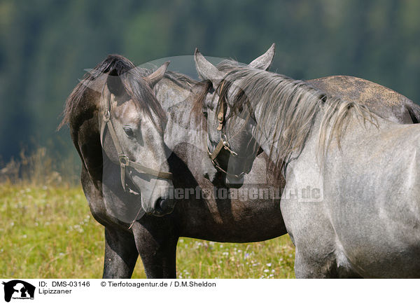 Lipizzaner / horses / DMS-03146