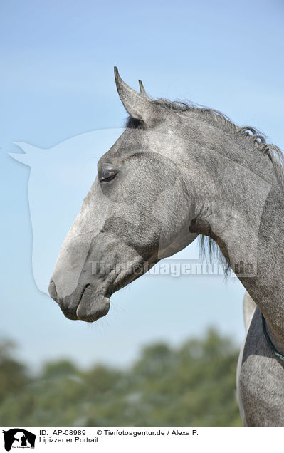 Lipizzaner Portrait / AP-08989