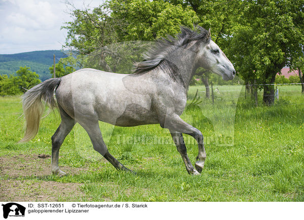 galoppierender Lipizzaner / galloping Lipizzaner / SST-12651