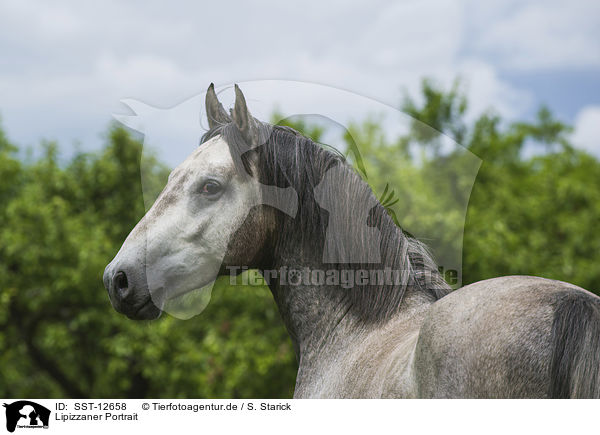 Lipizzaner Portrait / SST-12658