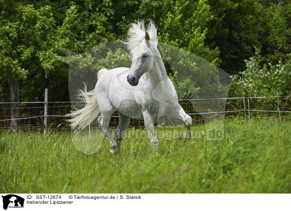 trabender Lipizzaner / SST-12674