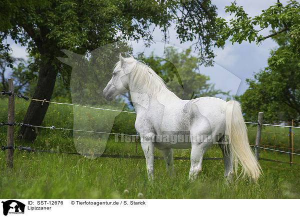 Lipizzaner / Lipizzaner / SST-12676