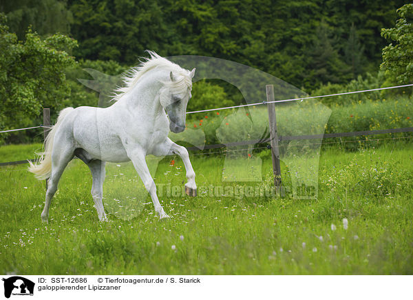 galoppierender Lipizzaner / SST-12686