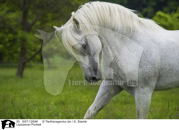 Lipizzaner Portrait / SST-12696