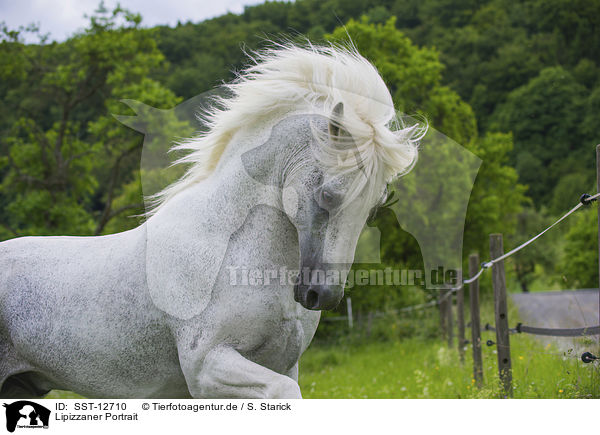 Lipizzaner Portrait / SST-12710