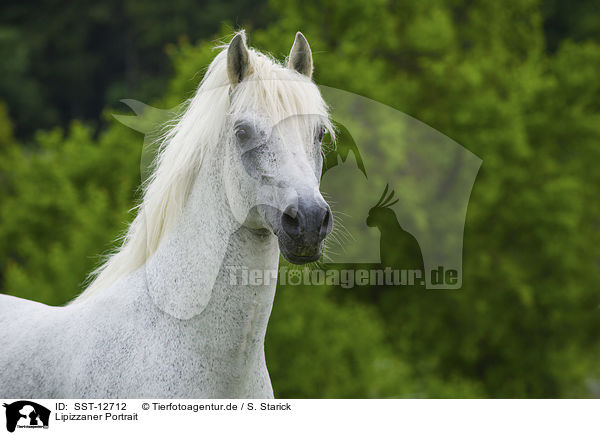 Lipizzaner Portrait / SST-12712