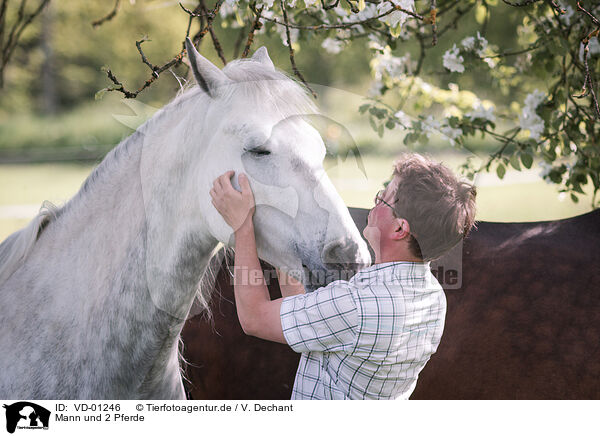 Mann und 2 Pferde / man and 2 horses / VD-01246