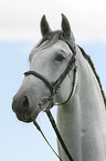 Portrait eines Lipizzaners