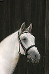 Portrait eines Lipizzaners