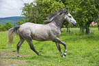 galoppierender Lipizzaner