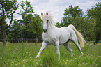 galoppierender Lipizzaner