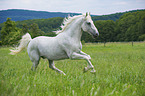 galoppierender Lipizzaner