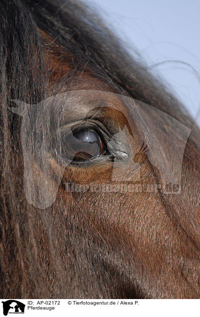 Pferdeauge / horse eye / AP-02172
