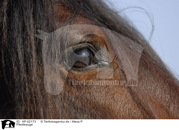 Pferdeauge / horse eye / AP-02173