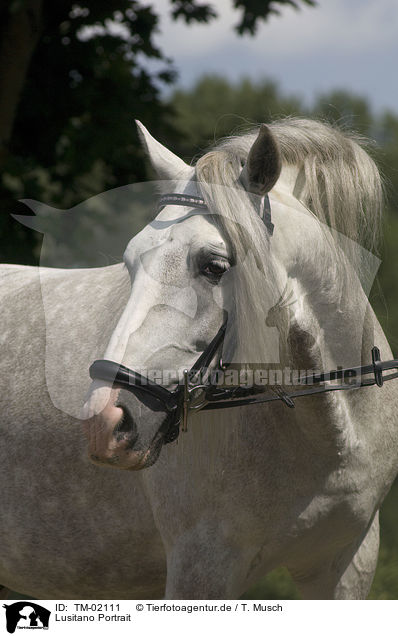 Lusitano Portrait / Lusitano Portrait / TM-02111