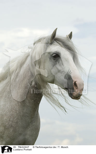 Lusitano Portrait / Lusitano Portrait / TM-02447