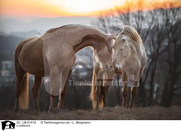 Lusitanos / Lusitanos / LB-01418