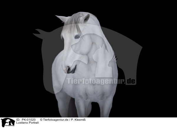 Lusitano Portrait / Lusitano Portrait / PK-01020