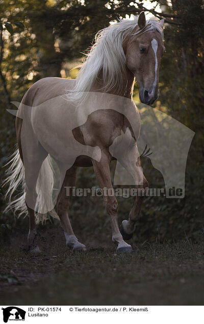 Lusitano / Lusitano / PK-01574