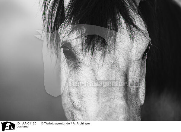 Lusitano / Lusitano / AA-01125