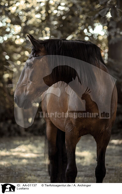 Lusitano / Lusitano / AA-01137