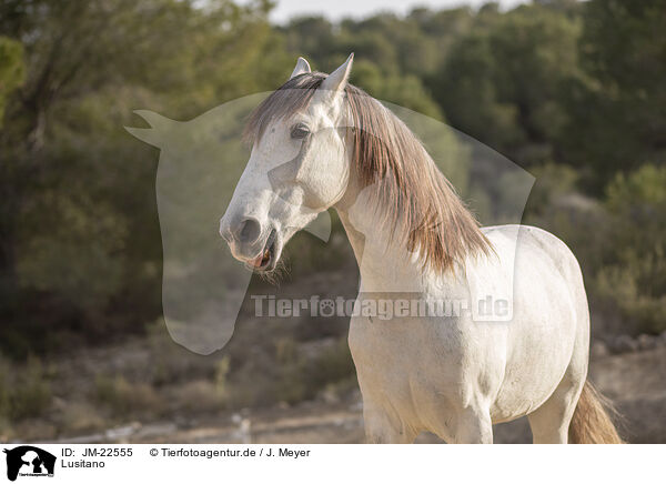 Lusitano / Lusitano / JM-22555