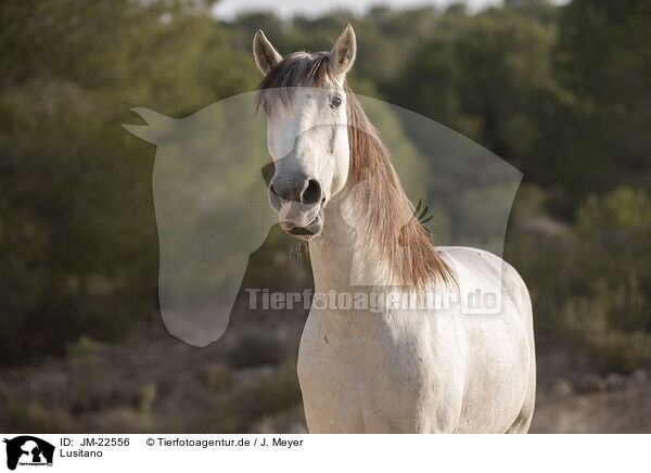 Lusitano / Lusitano / JM-22556