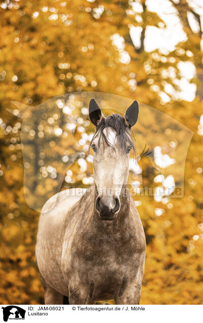 Lusitano / Lusitano / JAM-06021