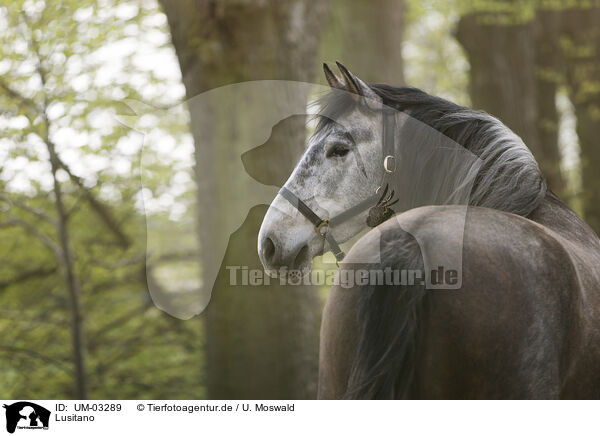 Lusitano / UM-03289