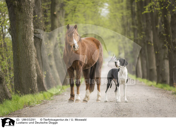 Lusitano und Deutsche Dogge / Lusitano and great dane / UM-03291