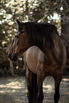 Lusitano