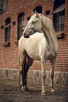 Lusitano