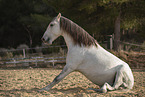 Lusitano