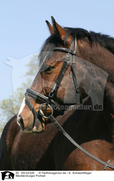 Mecklenburger Portrait / Warmblood horse portrait / SS-02326
