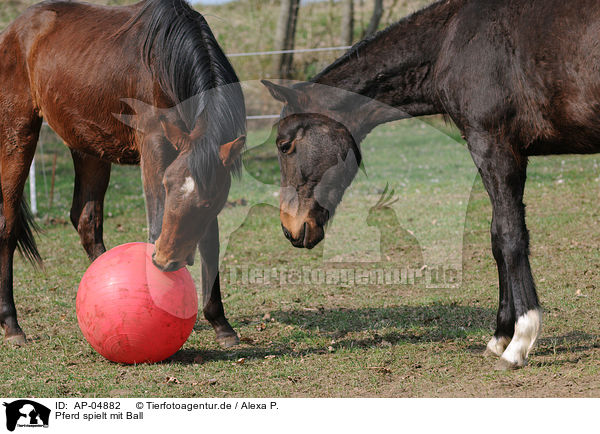 Pferd spielt mit Ball / playing horse / AP-04882