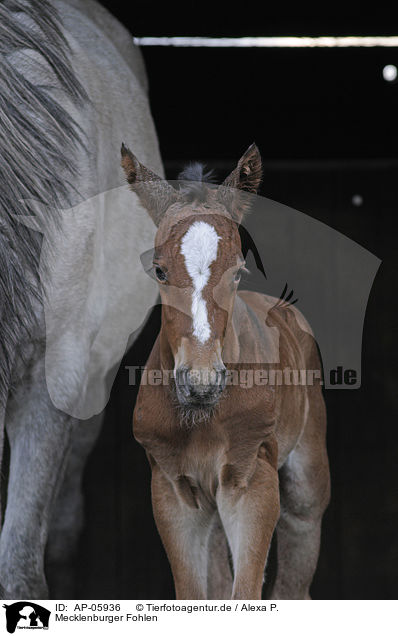 Mecklenburger Fohlen / foal / AP-05936