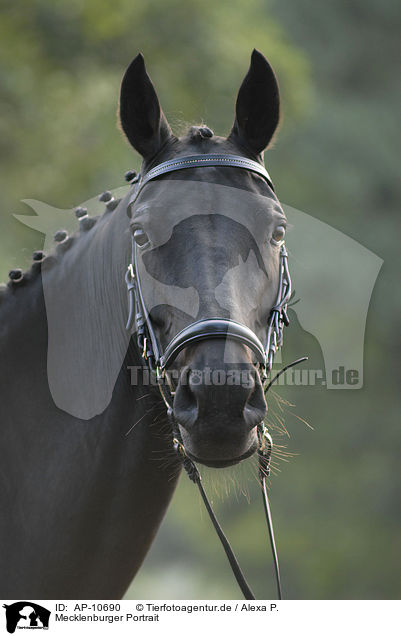 Mecklenburger Portrait / AP-10690