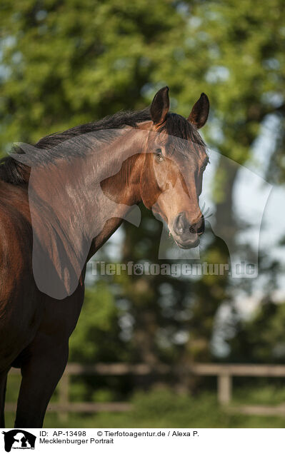 Mecklenburger Portrait / Mecklenburg Horse Portrait / AP-13498