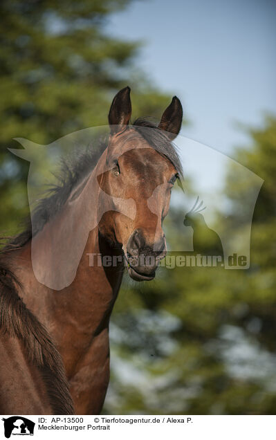 Mecklenburger Portrait / Mecklenburg Horse Portrait / AP-13500