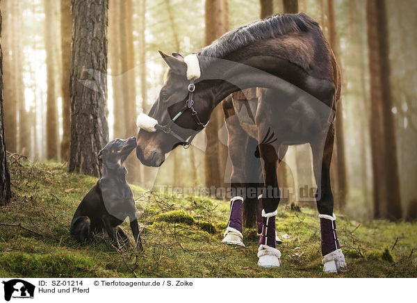 Hund und Pferd / SZ-01214
