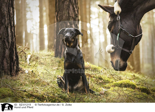 Hund und Pferd / SZ-01215