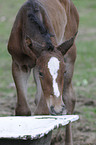 Mecklenburger Fohlen