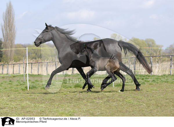 Menorquinisches Pferd / black horse / AP-02953