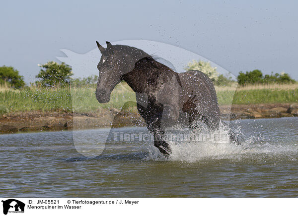 Menorquiner im Wasser / Minorcan in the water / JM-05521