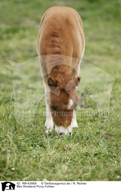 Mini Shetland Pony Fohlen / Miniature Shetland Pony foal / RR-43868