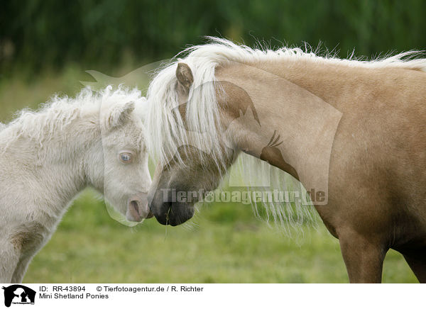 Mini Shetland Ponies / Miniature Shetland Ponies / RR-43894