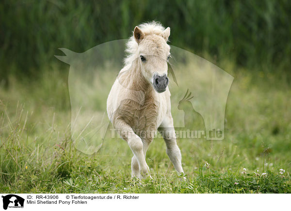 Mini Shetland Pony Fohlen / Miniature Shetland Pony foal / RR-43906