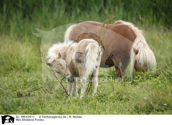 Mini Shetland Ponies / Miniature Shetland Ponies / RR-43911